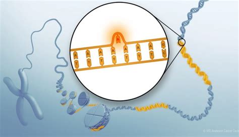 What is microsatellite instability? | MD Anderson Cancer Center