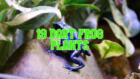 19 Best Plants For Dart Frog Vivarium (#11 IS SUPER EASY TO CARE)