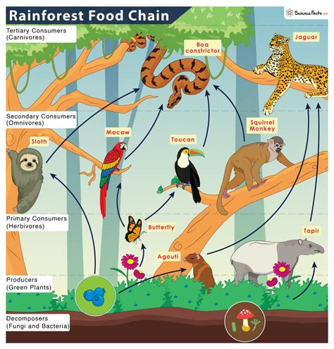 Tropical Rainforest Food Chain Information