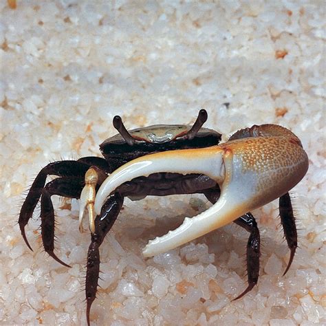 Fiddler Crab | Carolina Biological Supply