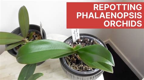 Repotting Phalaenopsis Orchids - YouTube