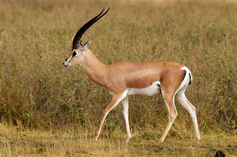 Grant's Gazelle Species Distribution and Conservation Status