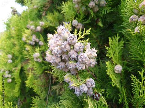 cupressus cones clump Stock Photo | Adobe Stock