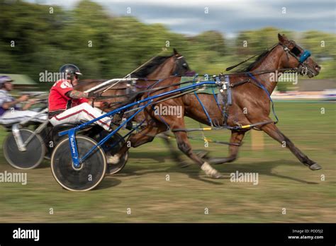 Sulky horse hi-res stock photography and images - Alamy