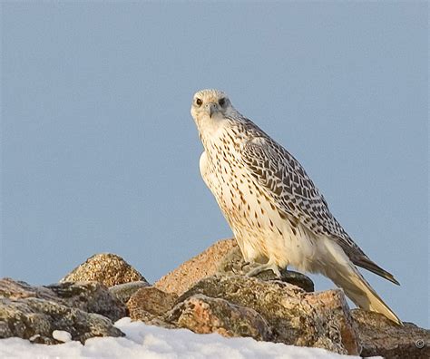 Gyrfalcon (Falco rusticolus) in Explore Raptors: Facts, habitat, diet ...