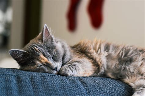 Tabby Cat Sleeping on Blue Sofa · Free Stock Photo