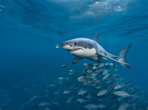 20 Facts We Never Knew About Great White Sharks – Quizzable News