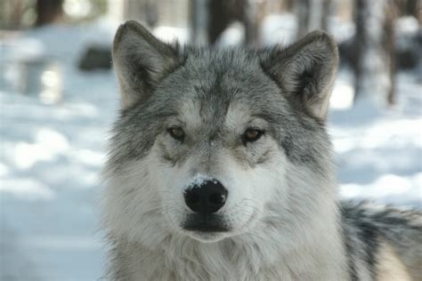 Arctic Wolf - Facts, Diet & Habitat Information