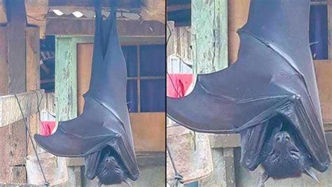 Picture of 'human-sized' bat from Philippines goes viral