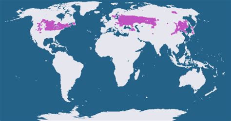 Climate Types for Kids | Humid Continental Climate