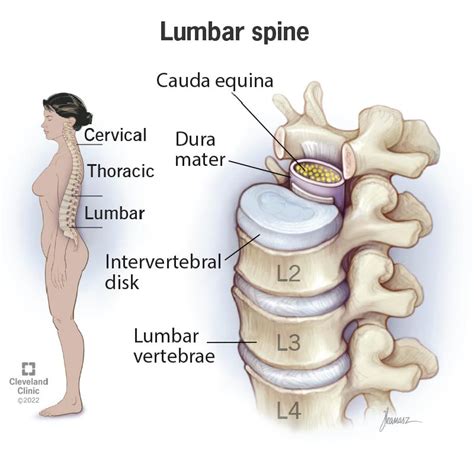 Sacral Vertebrae Diagram