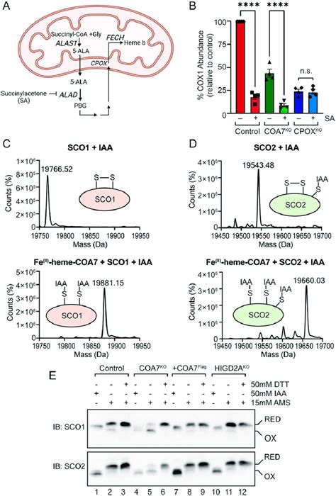 COA7 functions as a disulfide reductase in complex IV assembly. (A ...