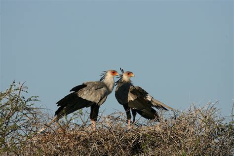 Secretary Bird - Facts and Beyond | Biology Dictionary