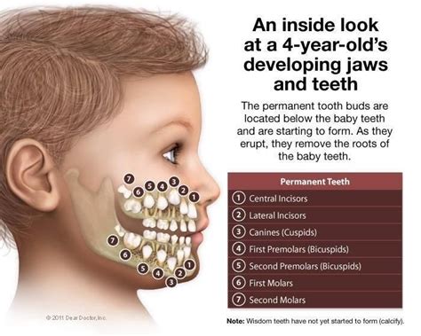 Pin on Kids Dental Health