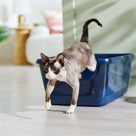 Frisco High Sided Cat Litter Box, Navy, Extra Large 24-in - Chewy.com