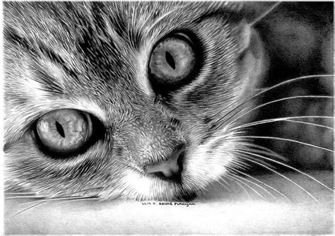 Pin by Nicole on World Of Animals | Realistic cat drawing, Animal ...