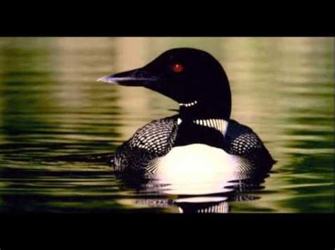 LOON SOUND EFFECT IN HIGH QUALITY - YouTube | Loon, Animal sounds, Bird ...