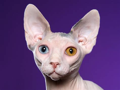 Sphynx Cat Wallpapers | Fun Animals Wiki, Videos, Pictures, Stories