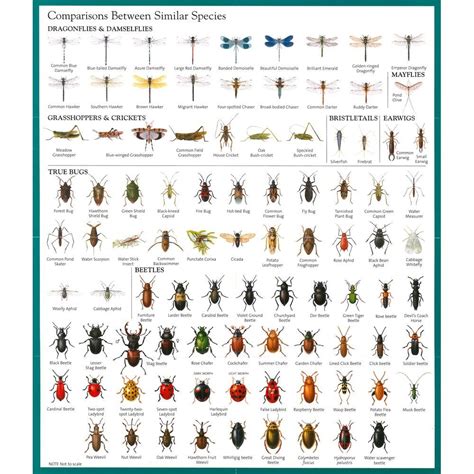 Insect Identification Chart | Garden pests identification, Garden pests ...