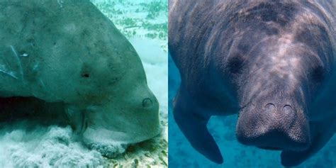 Dugong vs. Manatee: Main Differences - Ocean Info