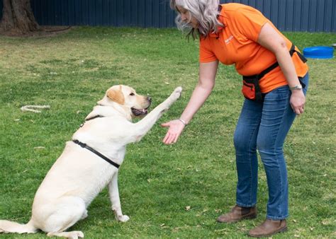 Free dog training: teaching your pup to sit and drop | Mirage News