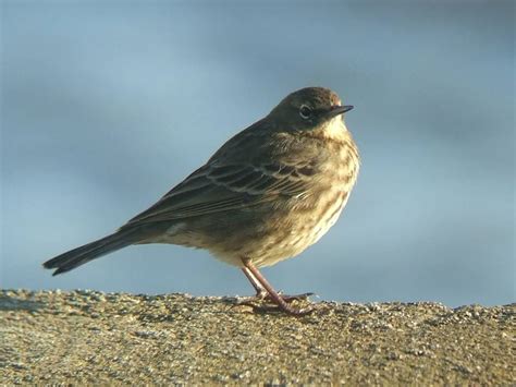 Meadow Pipit Bird Facts (Anthus pratensis) | Bird Fact