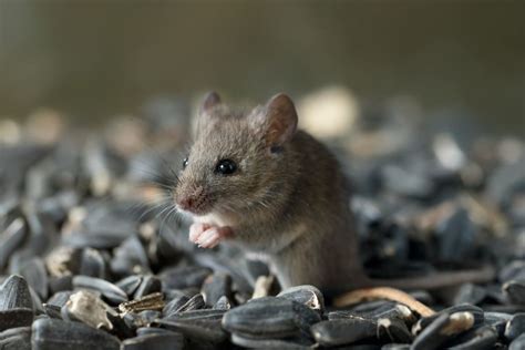 Pet Mice vs. Wild Mice (Are They One in the Same?) - Fur, Wings ...