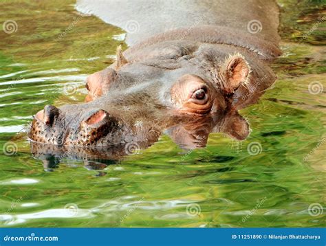 Hippopotamus Swimming in Water Stock Photo - Image of water, swim: 11251890