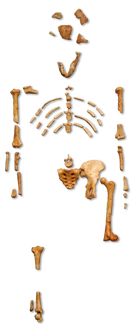 who is Lucy the Australopithecus Google Doodle (USA) « Schnurpsel