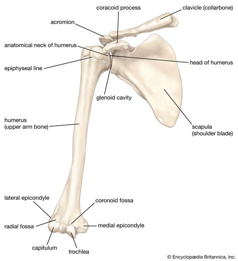 Clavicle | Definition, Anatomy, & Function | Britannica