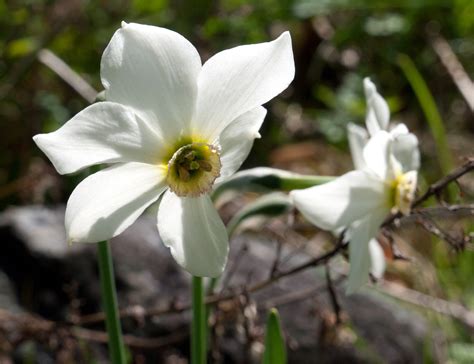 Avoid These Common Garden Plants Around Small Children or Pets ...