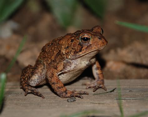 File:American Toad 8885.jpg