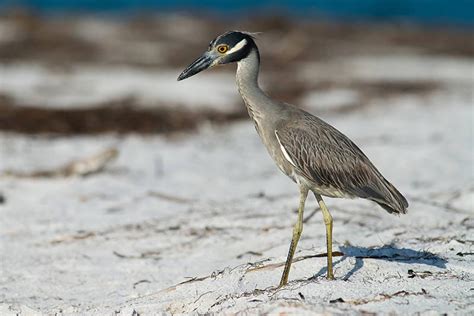 Yellow-crowned Night Heron - Nyctanassa violacea - NatureWorks