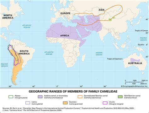 Camel | Description, Humps, Food, Types, Adaptations, & Facts | Britannica