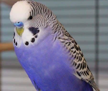 106 Good Blue Budgie Names You Will Enjoy - Feathered Buddies