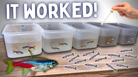 BREEDING Neon Tetras in Tubs - Over 100 Fry! - YouTube