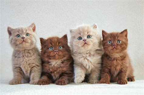 Adorable Kittens: HD Wallpaper for Animal Lovers