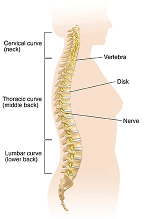 Anatomy of a Normal Spine | Saint Luke's Health System