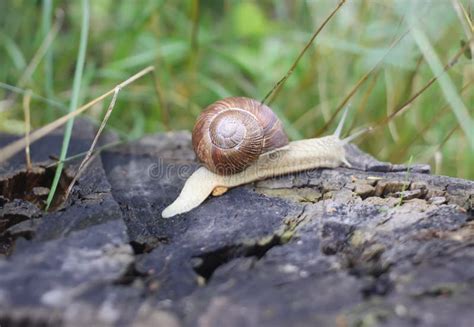 Snail in the garden stock image. Image of closeup, healthy - 89129267