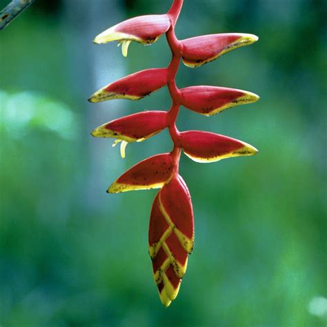 Heliconia | Rainforest Alliance