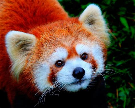 Cute red panda #redpanda | Red panda, Red panda cute, Fluffy animals