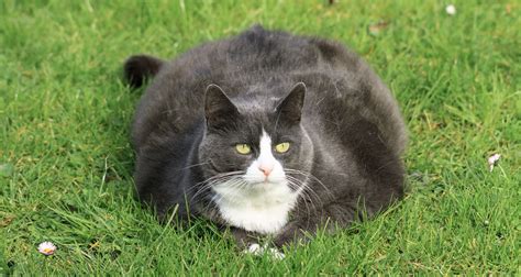 What Everyone Should Know About Fat Cats - Dr. Basko - Holistic ...