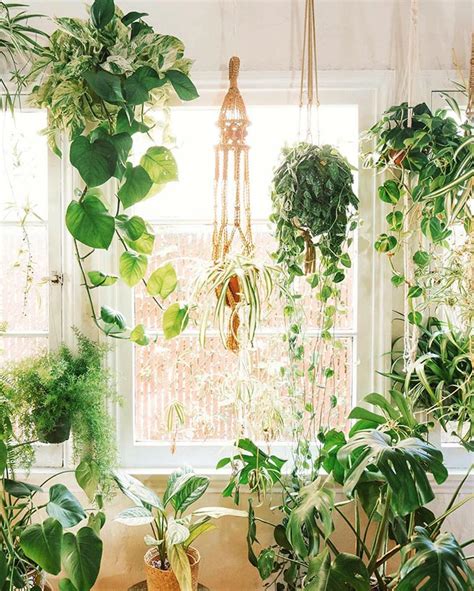 The Best 9 Indoor Hanging Plants Even A Beginner Won't Kill - Posh Pennies