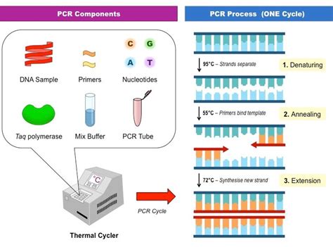 Polymerase Chain Reaction (PCR)- Principle, Steps, Applications