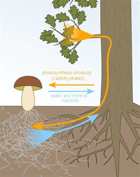 Rhizospheric microorganisms and effects, PGPR and Mycorrhiza