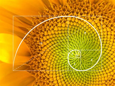 The nature of design: the Fibonacci sequence and the Golden Ratio ...