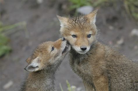 Fy Nyth...: Coyote Puppies!