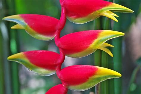 9 Most Beautiful Peruvian Plants and Striking Flowers in Peru