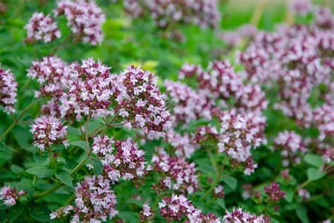 Italian Oregano Seeds – Farmhouse Seeds