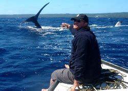 Tonga whale watching swimming with whales